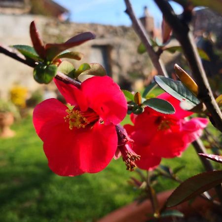Zia Chiarina Bed & Breakfast San Nicolo Gerrei ภายนอก รูปภาพ