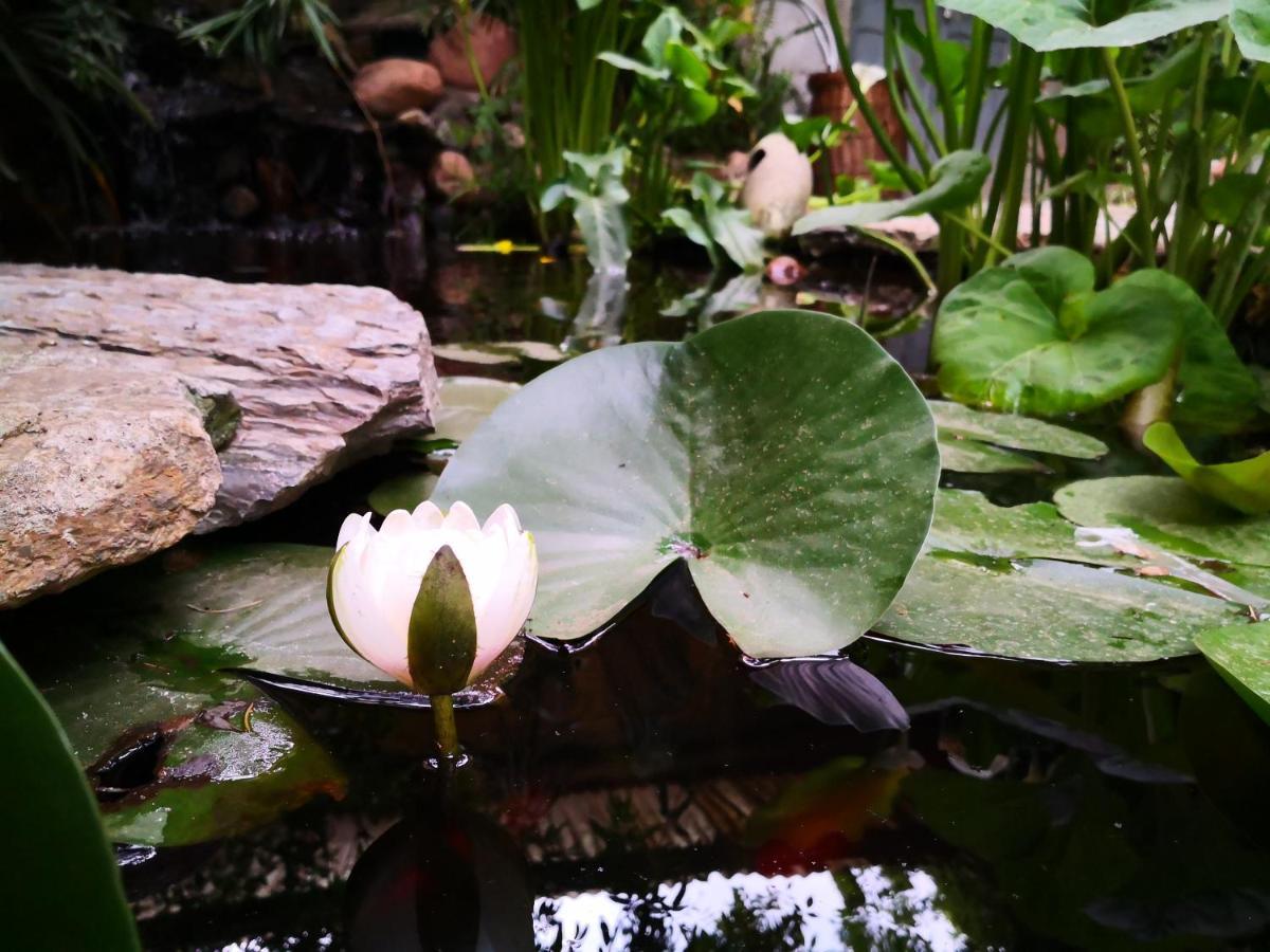 Zia Chiarina Bed & Breakfast San Nicolo Gerrei ภายนอก รูปภาพ