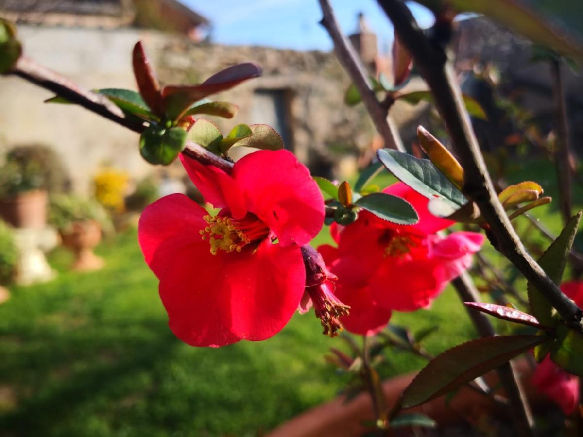 Zia Chiarina Bed & Breakfast San Nicolo Gerrei ภายนอก รูปภาพ