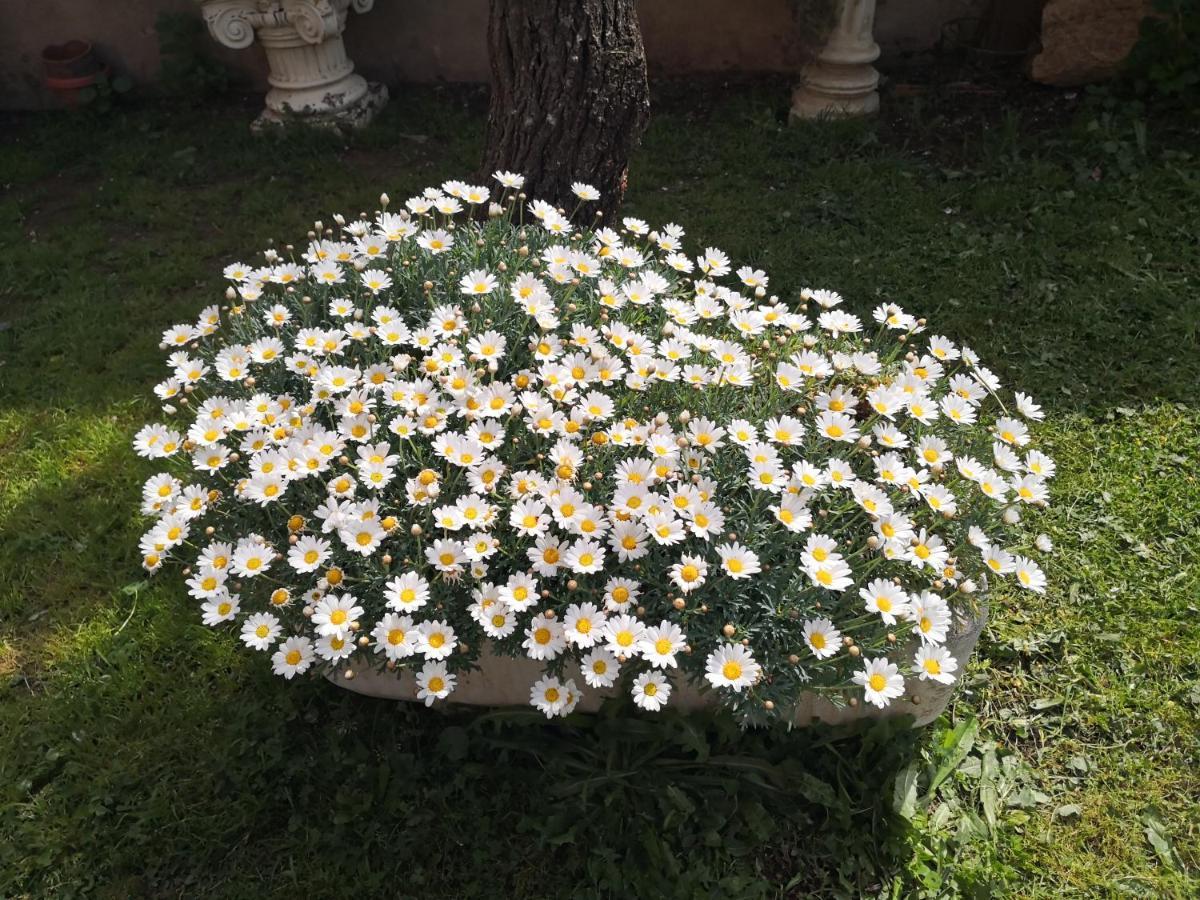 Zia Chiarina Bed & Breakfast San Nicolo Gerrei ภายนอก รูปภาพ
