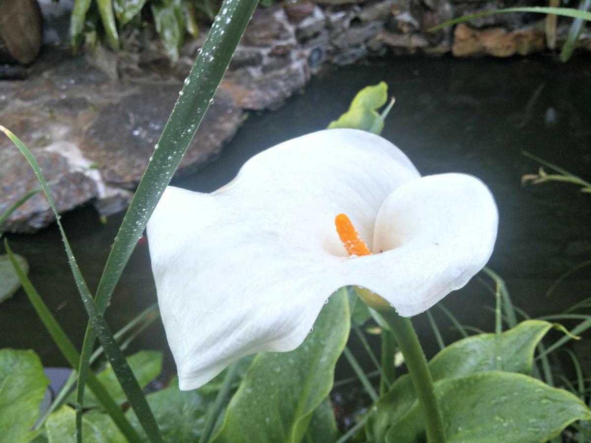 Zia Chiarina Bed & Breakfast San Nicolo Gerrei ภายนอก รูปภาพ